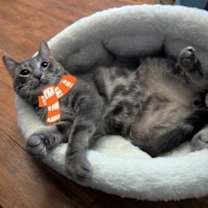 Thumbnail photo of Cucumber #1