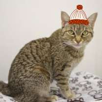 Thumbnail photo of Poppy #1