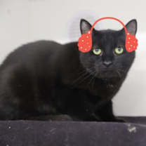 Thumbnail photo of Bastet #1