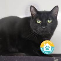 Thumbnail photo of Bastet #3