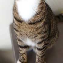 Thumbnail photo of PeeWee #1