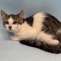 Thumbnail photo of Gale #1