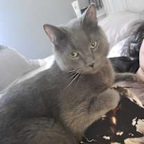 Thumbnail photo of Oliver #2