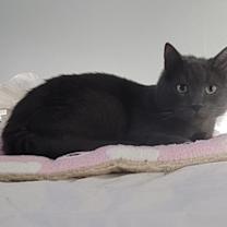 Thumbnail photo of Oliver #4