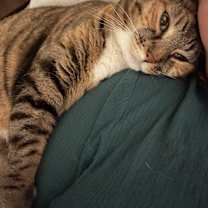 Thumbnail photo of Rose #1