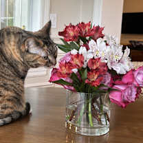 Thumbnail photo of Rose #2