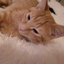 Thumbnail photo of Oleander #2