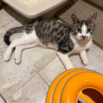 Thumbnail photo of Jack Meowington #3