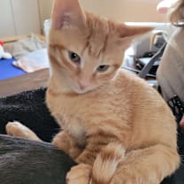 Thumbnail photo of Oleander #3