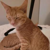 Thumbnail photo of Oleander #4