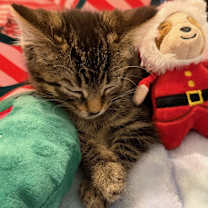 Thumbnail photo of Star #2