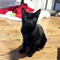 Thumbnail photo of KITTEN SUPER SHELDON #1