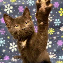 Thumbnail photo of Summit #2