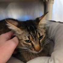 Thumbnail photo of Sanji #2