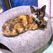 Thumbnail photo of Polly #1