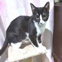 Thumbnail photo of Pepe #1