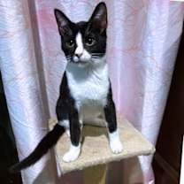 Thumbnail photo of Pepe #2