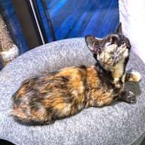 Thumbnail photo of Polly #4