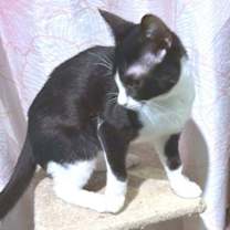 Thumbnail photo of Pepe #3