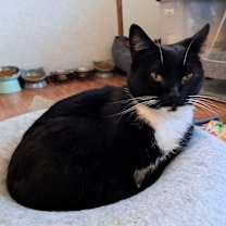 Thumbnail photo of Priscilla #3