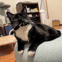 Thumbnail photo of Priscilla #4