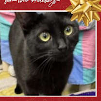 Thumbnail photo of Freyja #1