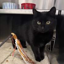 Thumbnail photo of Freyja #3