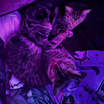 Thumbnail photo of Gizmo and Cleo #4