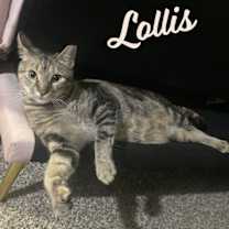 Thumbnail photo of Lollis #great-playmate-for-kids #1