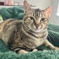 Thumbnail photo of Lollis #great-playmate-for-kids #2