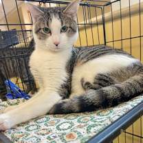 Thumbnail photo of Ray #1