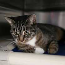 Thumbnail photo of Kiesa #1