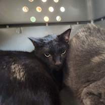 Thumbnail photo of Bagherra #2