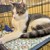 Thumbnail photo of Ray #2