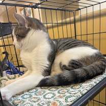 Thumbnail photo of Ray #3