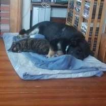 Thumbnail photo of Patches #4