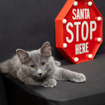 Thumbnail photo of Stone 2025 #1