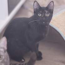 Thumbnail photo of Raven #1