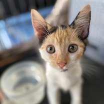 Thumbnail photo of Charlotte #2