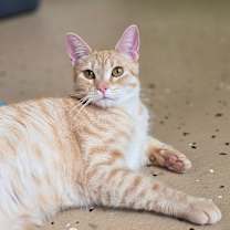 Thumbnail photo of Giselle #3