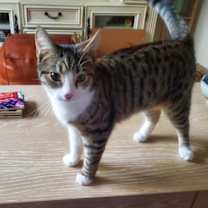 Thumbnail photo of Precious #4