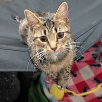 Thumbnail photo of Annie #1