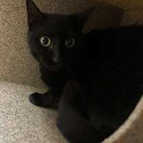 Thumbnail photo of Mimic #2