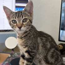 Thumbnail photo of Guanine #1