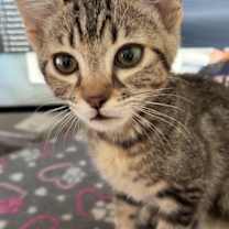 Thumbnail photo of Guanine #3