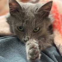 Thumbnail photo of *Clair #1