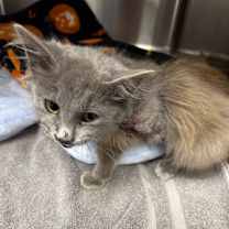 Thumbnail photo of *Clair #2