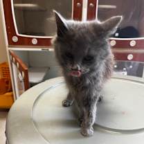 Thumbnail photo of *Clair #3