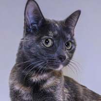 Thumbnail photo of Bella #1