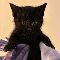 Thumbnail photo of Jordan Chiles #3